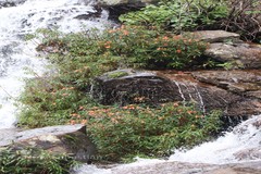 Impatiens verticillata